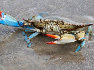 CISA kesintilerinin ortasında ABD eyaleti ilk VDP’yi başlattı