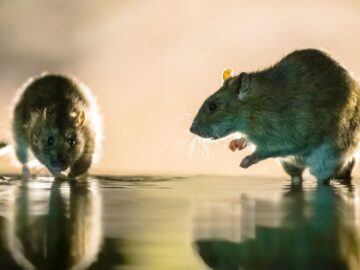 Bazı RAT’ları düşürmek için çok fazla LOLBin kullanabilir misiniz?